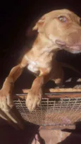 Mel