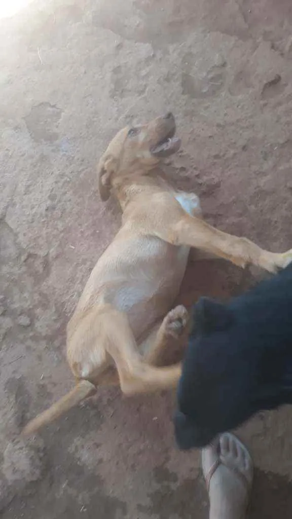 Cachorro ra a SRD idade 2 a 6 meses nome Mel