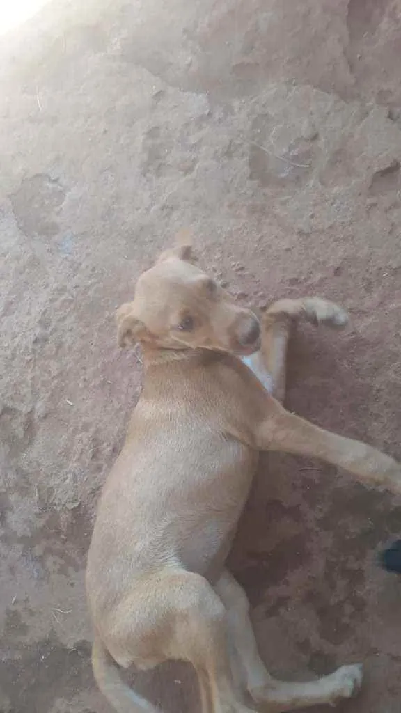 Cachorro ra a SRD idade 2 a 6 meses nome Mel