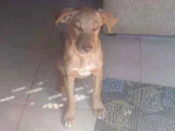 Cachorro ra a SRD idade 2 a 6 meses nome Mel