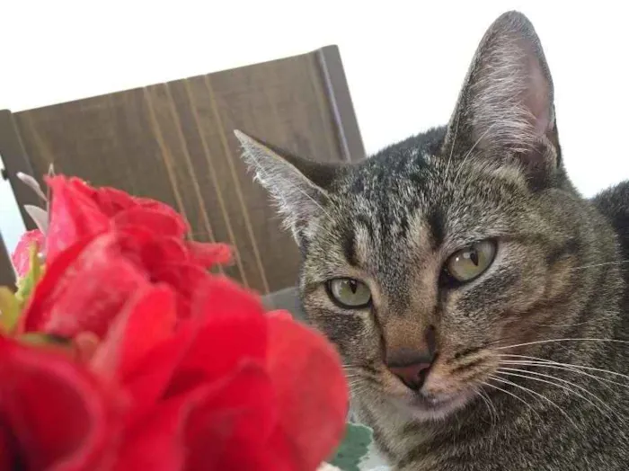 Gato ra a Não tem  idade 2 anos nome Quimera