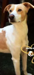 Marley
