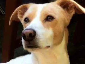 Cachorro raça Vira-lata do amor.  idade 3 anos nome Marley
