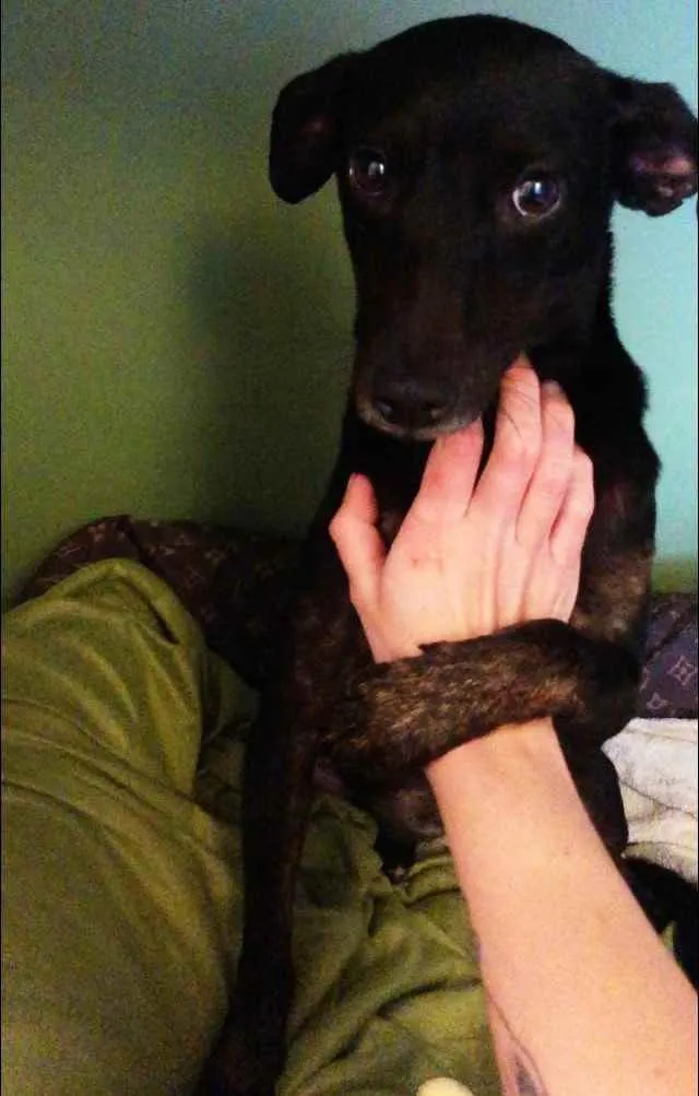 Cachorro ra a SRD idade 1 ano nome Amora