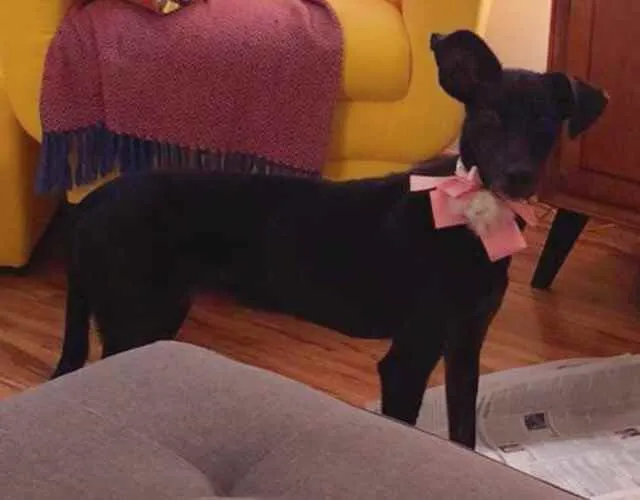 Cachorro ra a SRD idade 1 ano nome Amora
