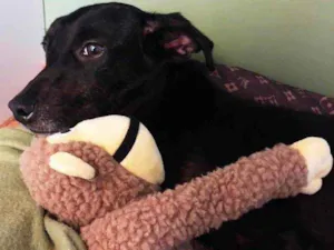 Cachorro raça SRD idade 1 ano nome Amora