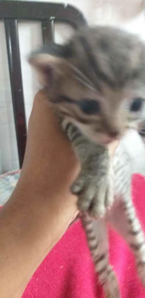 Gato ra a Indefinido  idade Abaixo de 2 meses nome Shena