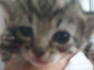 Gato raça Indefinido  idade Abaixo de 2 meses nome Shena