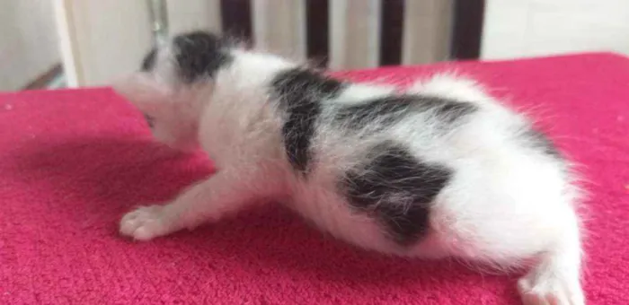 Gato ra a Indefinido  idade Abaixo de 2 meses nome Vaquinha