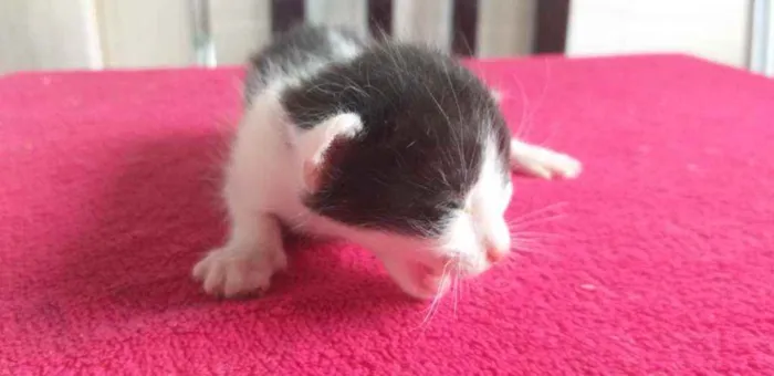 Gato ra a Indefinido  idade Abaixo de 2 meses nome Vaquinha