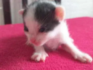 Gato raça Indefinido  idade Abaixo de 2 meses nome Vaquinha
