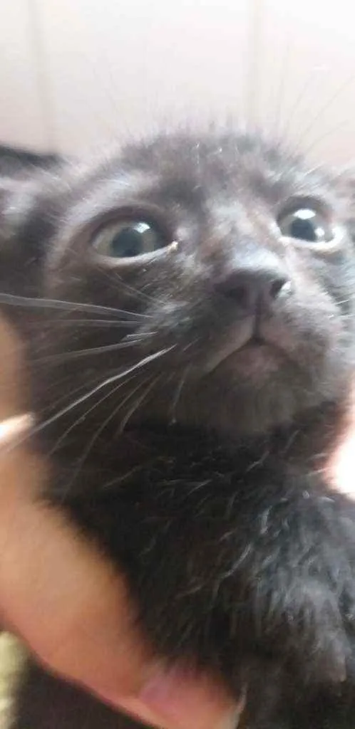 Gato ra a Indefinido  idade 2 a 6 meses nome Preti.ha