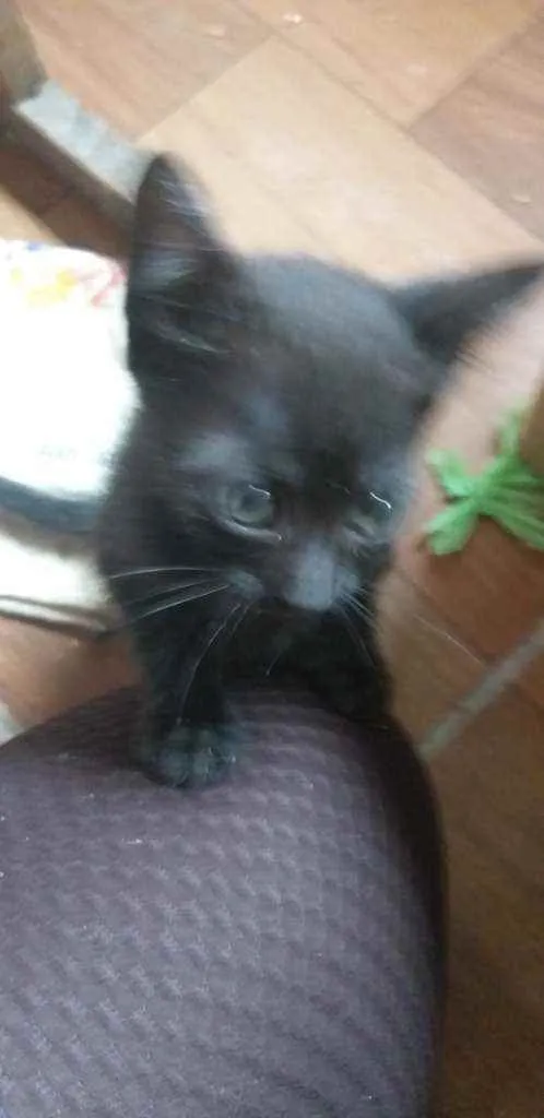 Gato ra a Indefinido  idade 2 a 6 meses nome Preti.ha
