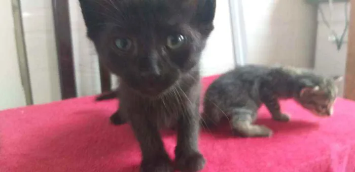 Gato ra a Indefinido  idade 2 a 6 meses nome Preti.ha