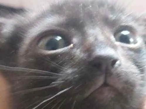 Gato ra a Indefinido  idade 2 a 6 meses nome Preti.ha