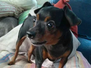 Cachorro raça pincher idade 3 anos nome casal