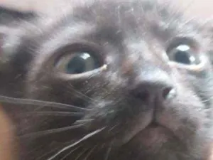 Gato raça Indefinido  idade 2 a 6 meses nome Preti.ha