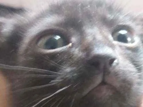 Gato ra a Indefinido  idade 2 a 6 meses nome Preti.ha