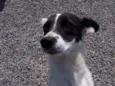 Manchinha
