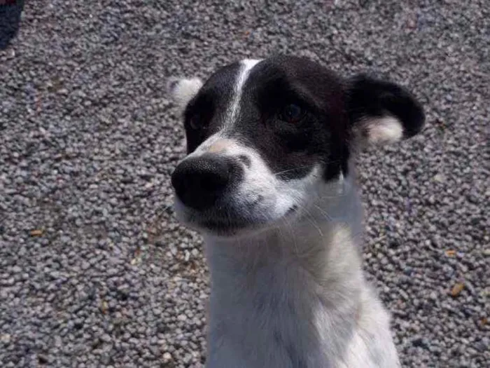 Cachorro ra a SRD idade 1 ano nome Manchinha