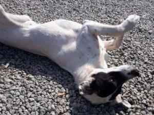 Cachorro raça SRD idade 1 ano nome Manchinha