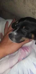 Bela