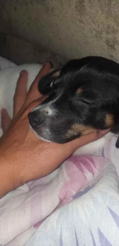 Cachorro ra a SRD idade 2 a 6 meses nome Bela