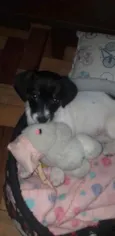 Bela