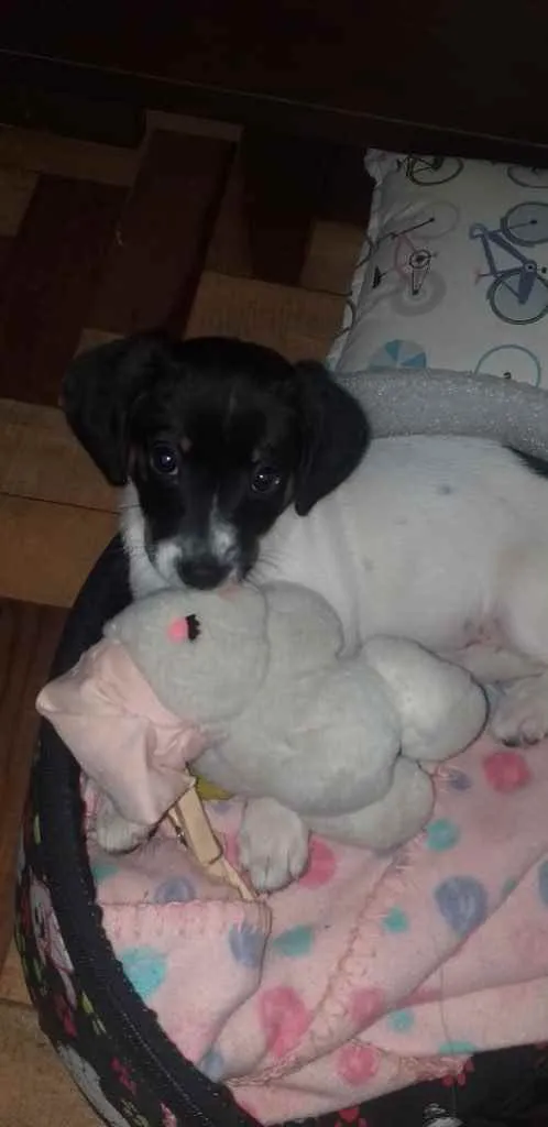 Cachorro ra a SRD idade 2 a 6 meses nome Bela