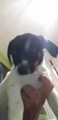 Bela