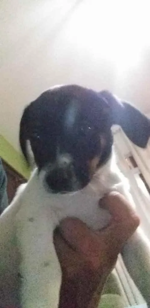 Cachorro ra a SRD idade 2 a 6 meses nome Bela