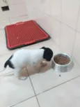 Bela