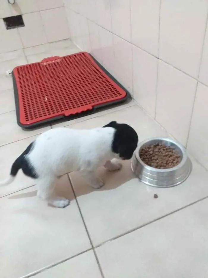 Cachorro ra a SRD idade 2 a 6 meses nome Bela
