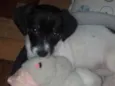 Bela