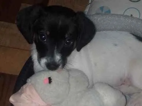 Cachorro ra a SRD idade 2 a 6 meses nome Bela