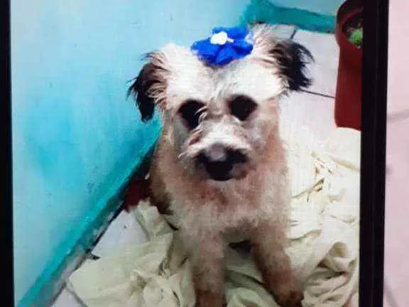 Cachorro ra a Poodle idade 2 anos nome Nina