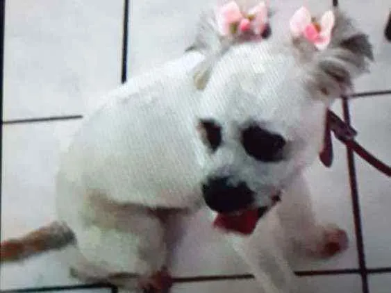 Cachorro ra a Poodle idade 2 anos nome Nina