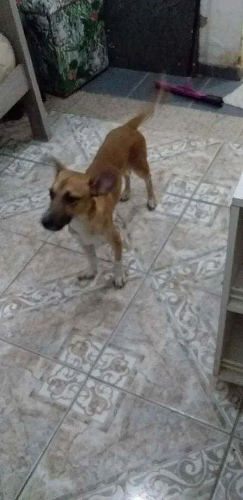 Cachorro ra a Vira lata idade 1 ano nome Sheik