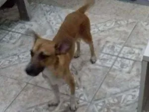 Cachorro raça Vira lata idade 1 ano nome Sheik