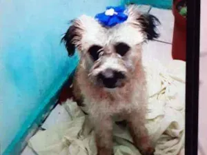 Cachorro raça Poodle idade 2 anos nome Nina