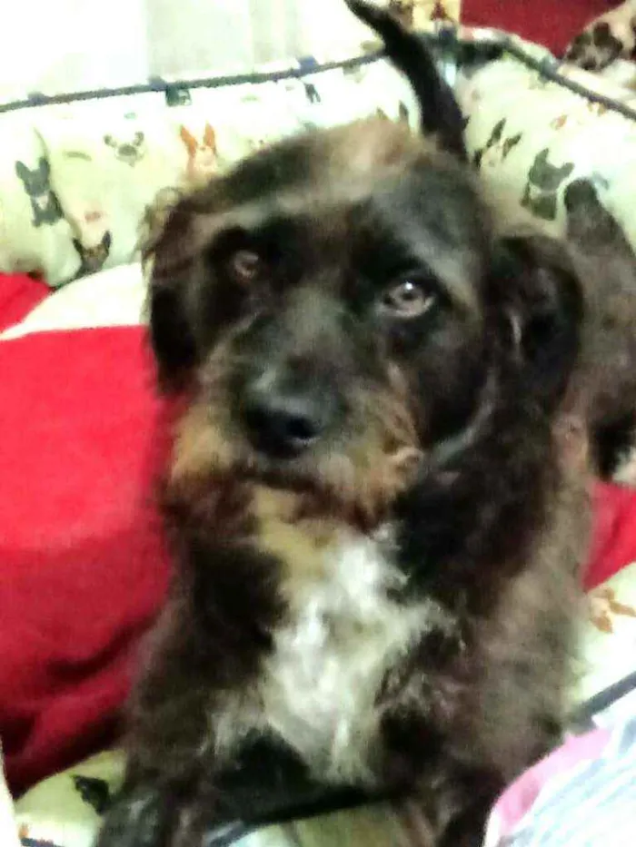 Cachorro ra a  idade 5 anos nome Punk