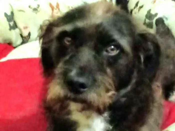 Cachorro ra a  idade 5 anos nome Punk