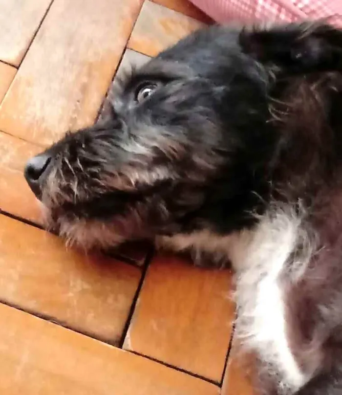 Cachorro ra a  idade 5 anos nome Punk
