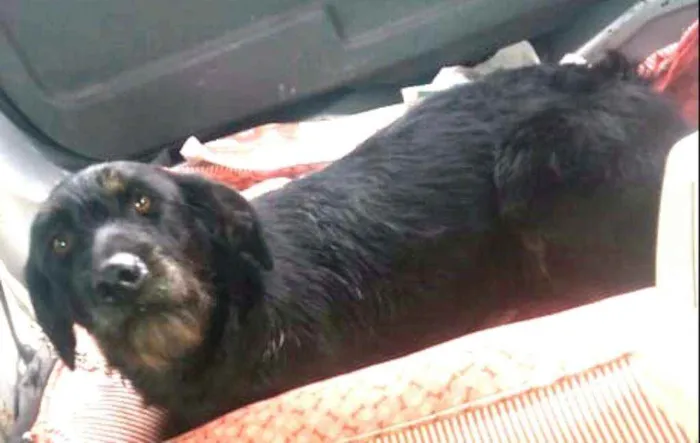 Cachorro ra a  idade 5 anos nome Punk