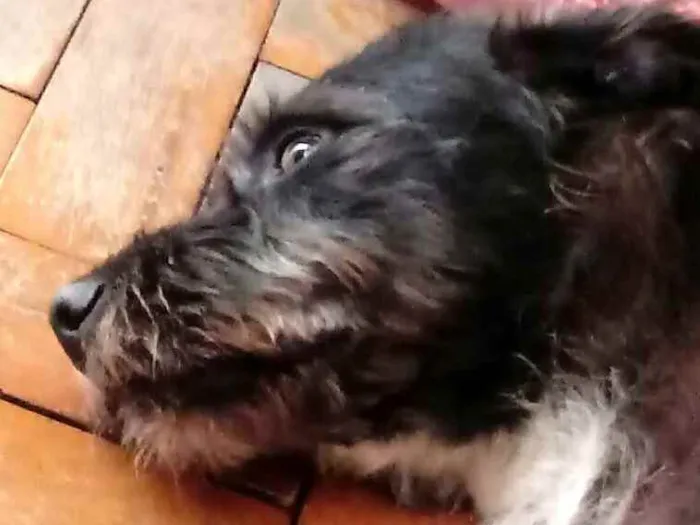 Cachorro ra a  idade 5 anos nome Punk