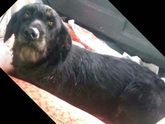 Cachorro ra a  idade 5 anos nome Punk