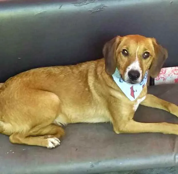 Cachorro ra a  idade 2 anos nome Lola