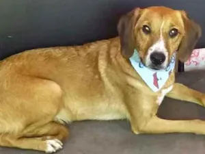 Cachorro raça  idade 2 anos nome Lola 