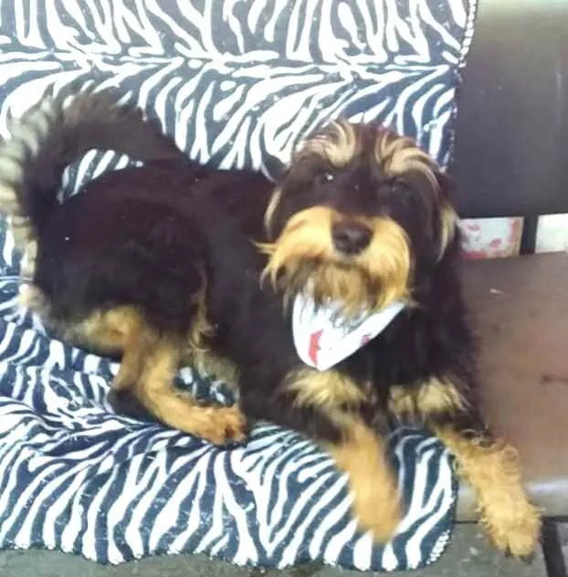 Cachorro ra a  idade 2 anos nome Amora
