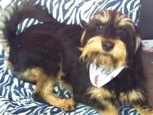 Cachorro ra a  idade 2 anos nome Amora